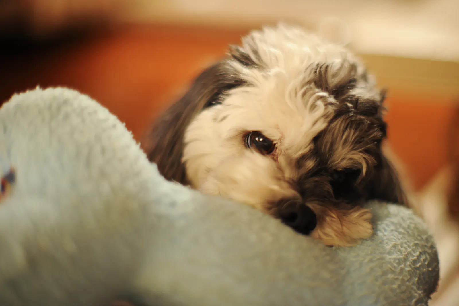 Efter · Tovad cockerspaniel · 2,5 timmar