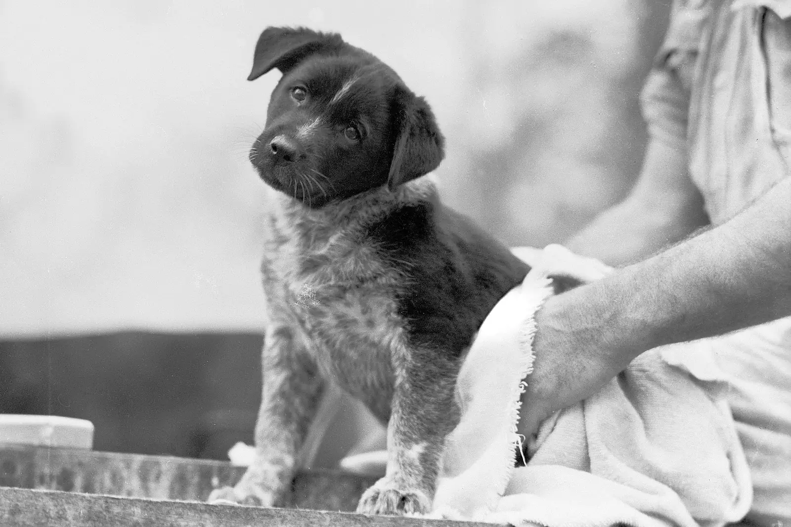 Hund i badkar med schampo
