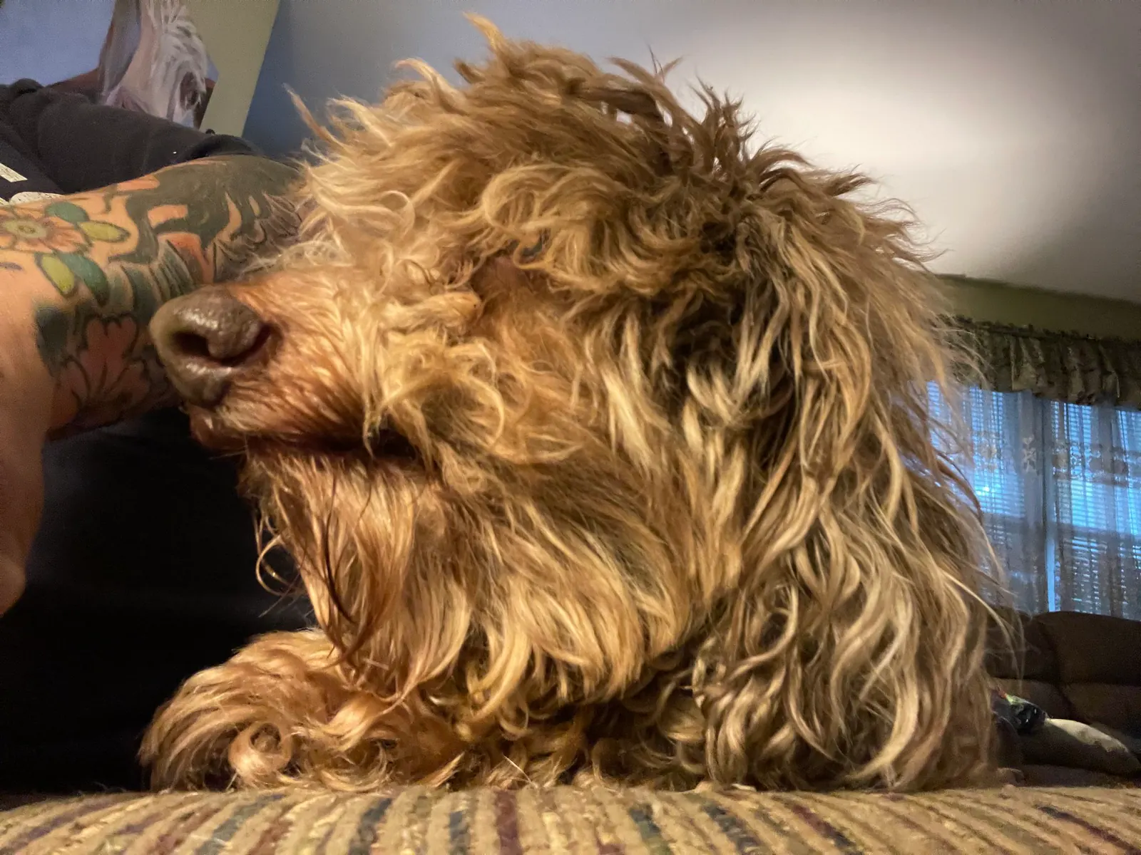 Före · Tovad cockerspaniel · 2,5 timmar