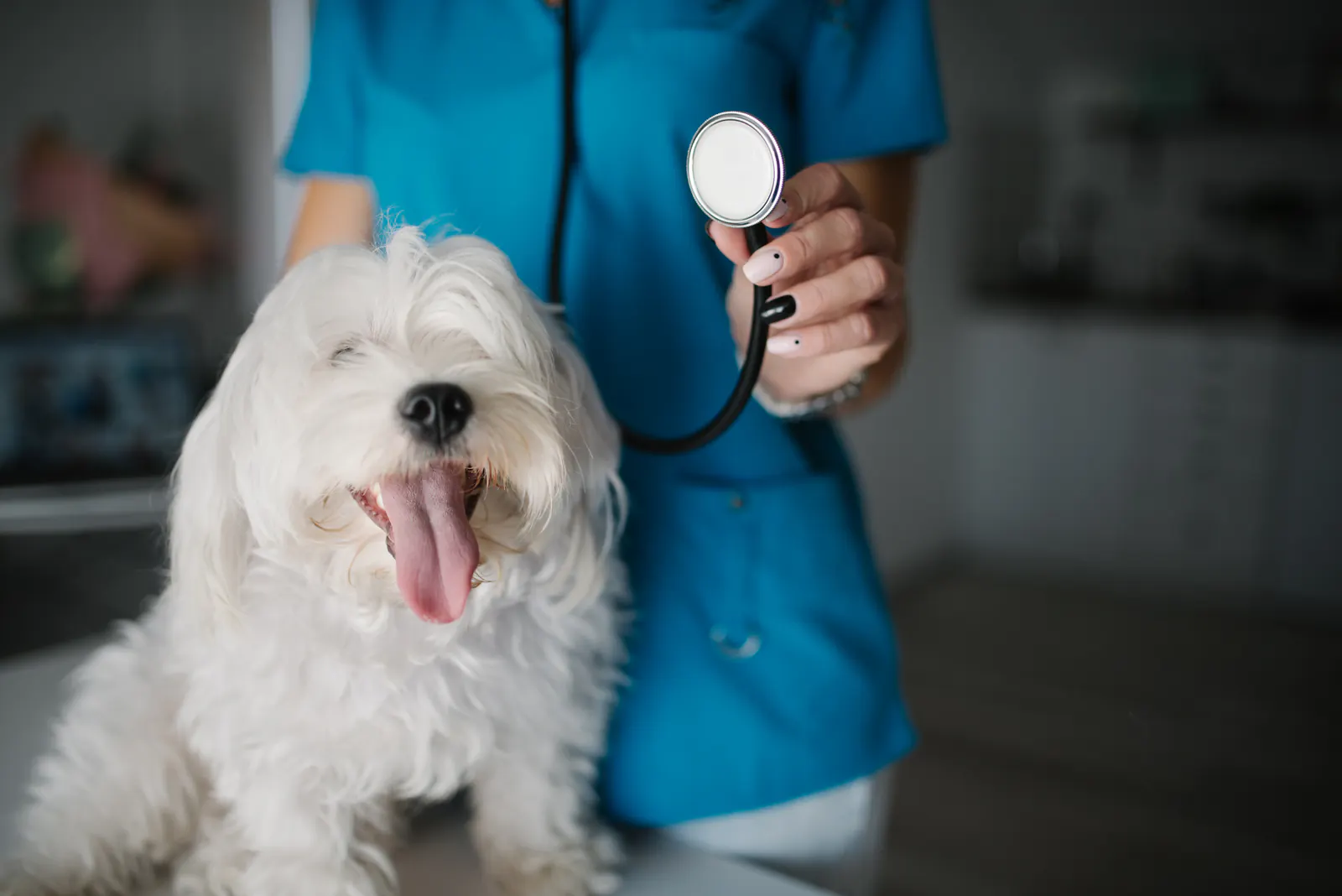 Dierenarts die een hond onderzoekt op de behandeltafel