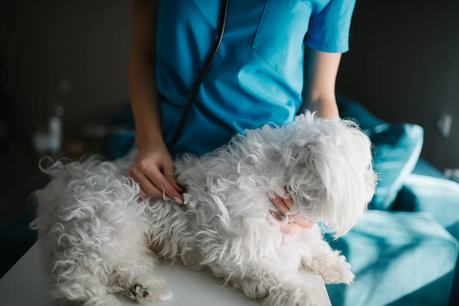 Wachtkamer met banken en een kattenmand